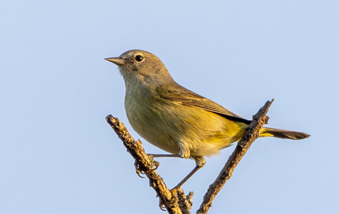 Orange-crowned Warbler - ML628003041