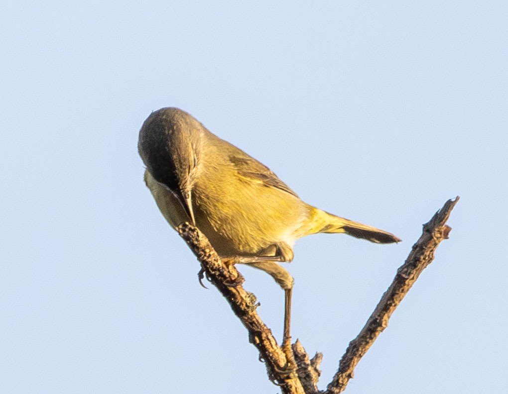 Orange-crowned Warbler - ML628003042