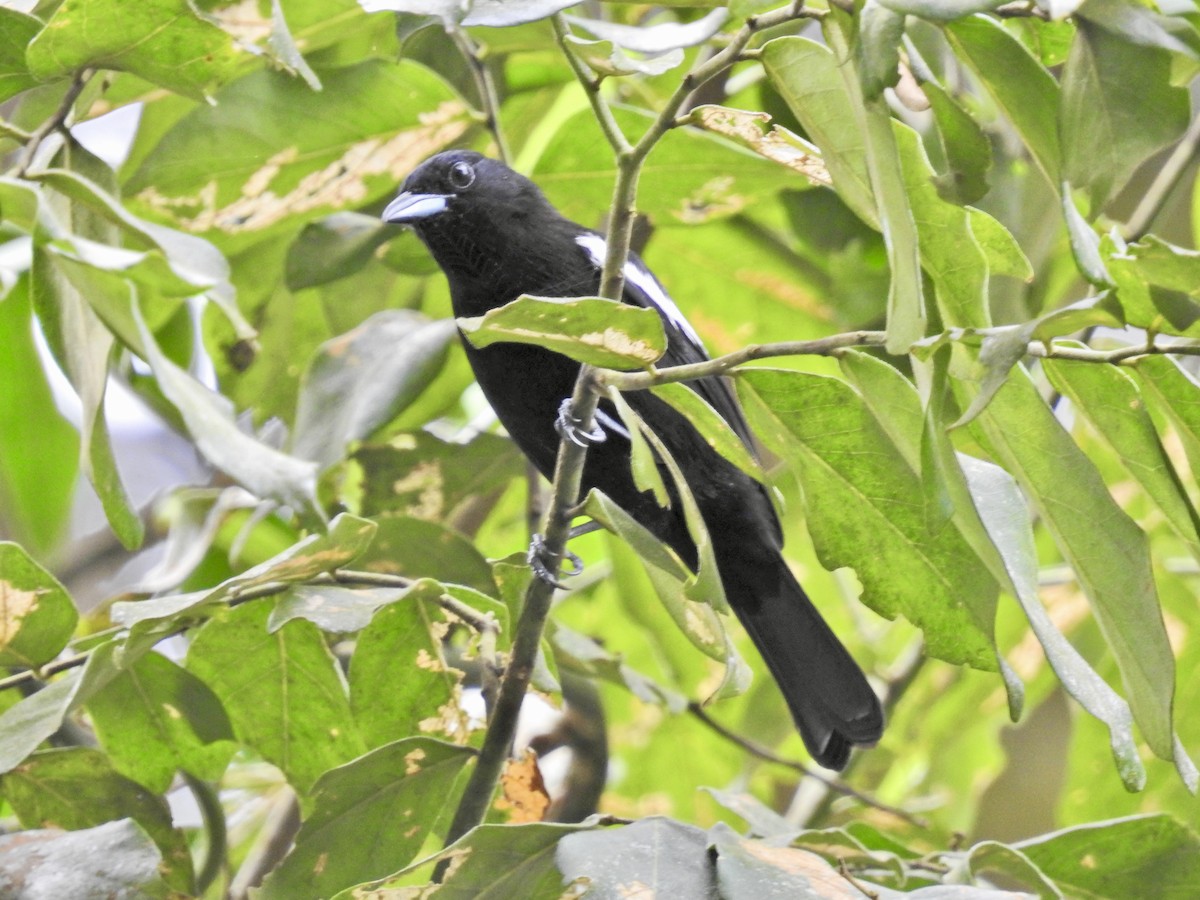 White-shouldered Tanager - ML628003045