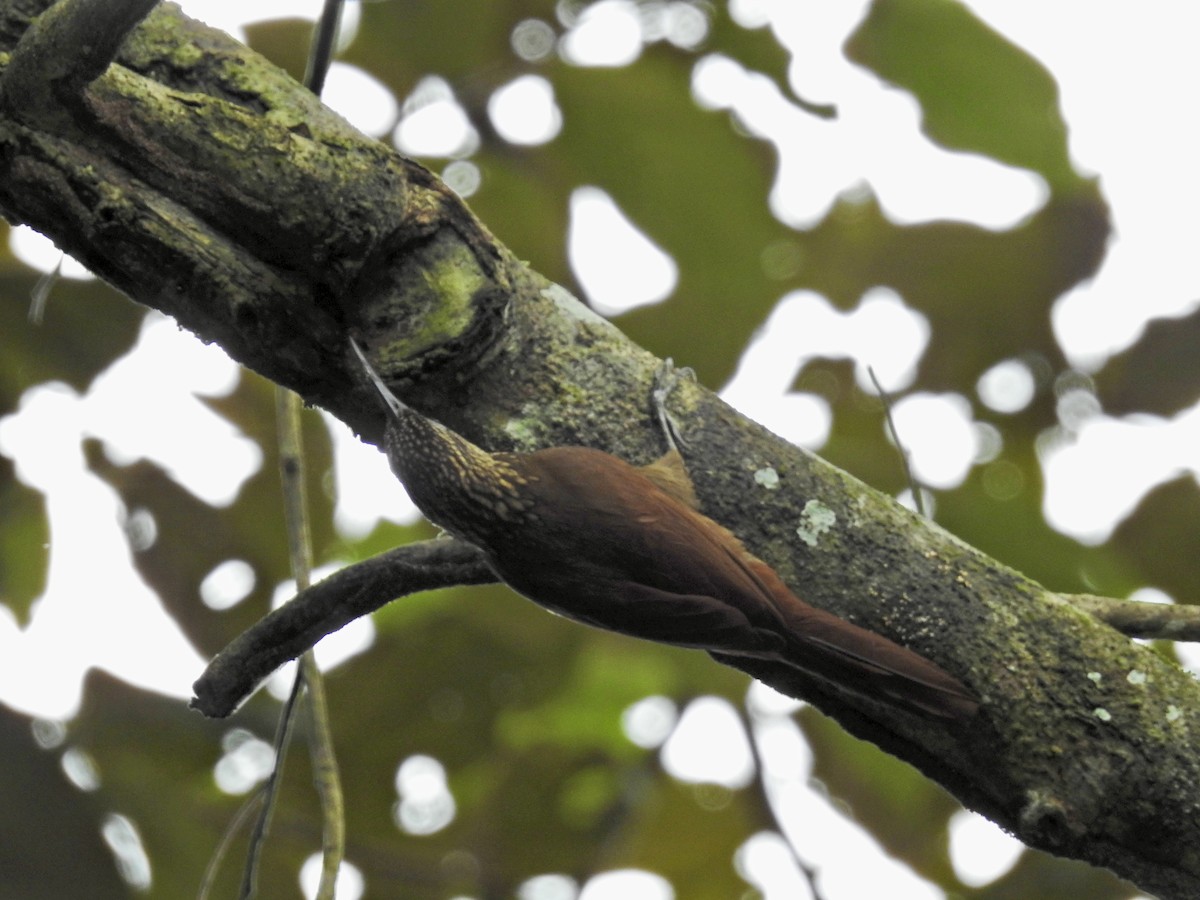 Cocoa Woodcreeper - ML628003048