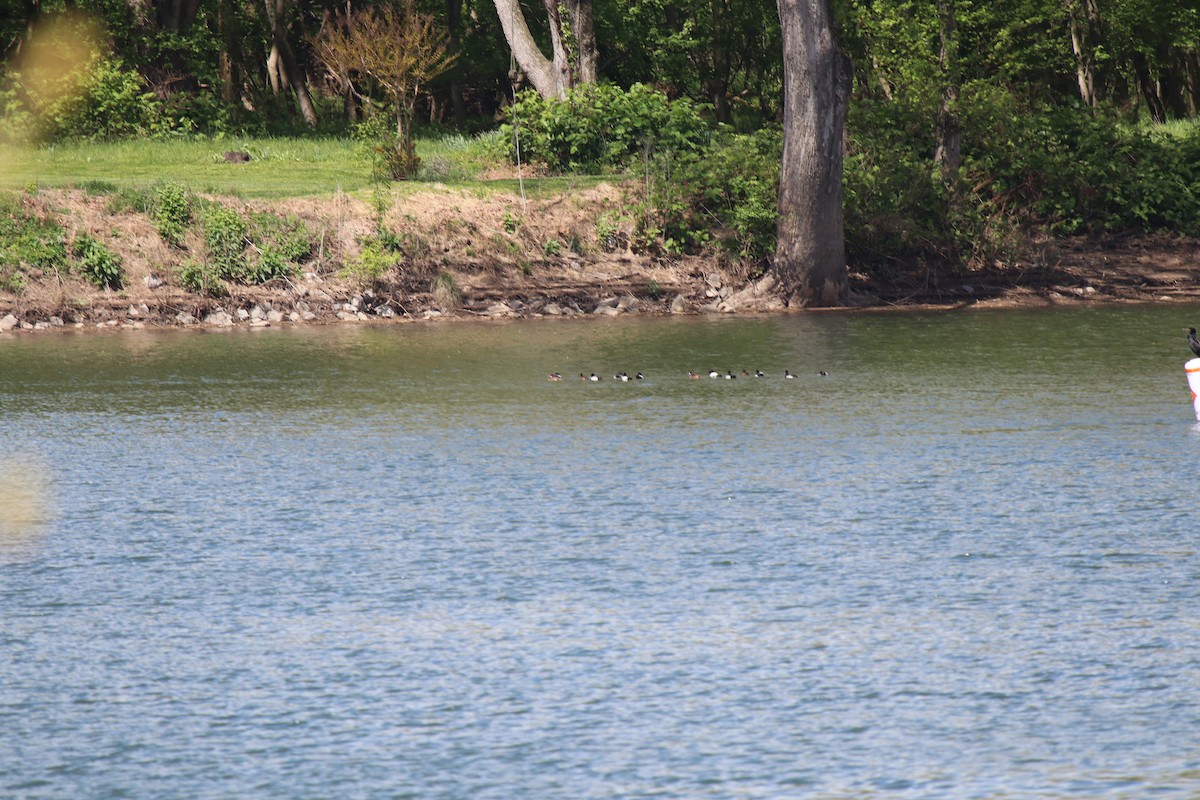 Kanadabergente - ML628003059