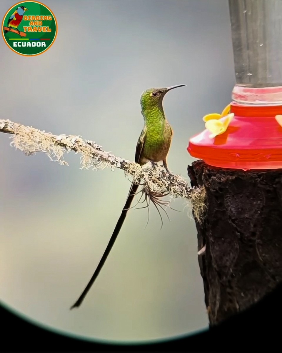 Black-tailed Trainbearer - ML628003106