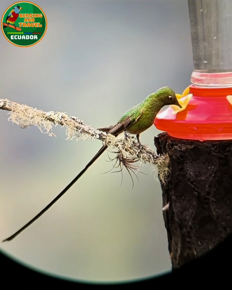 Black-tailed Trainbearer - ML628003107