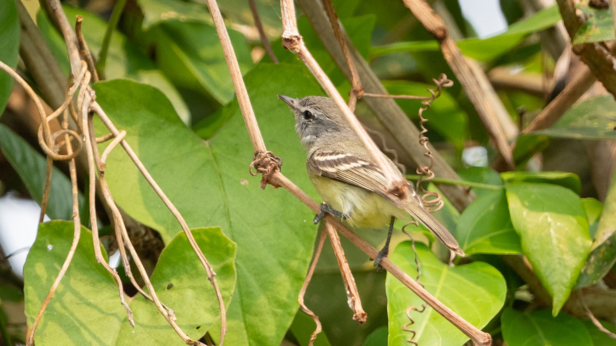 Piojito Picudo - ML628003118