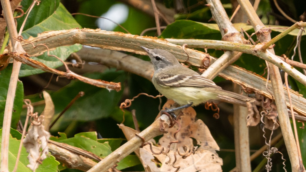 Piojito Picudo - ML628003119