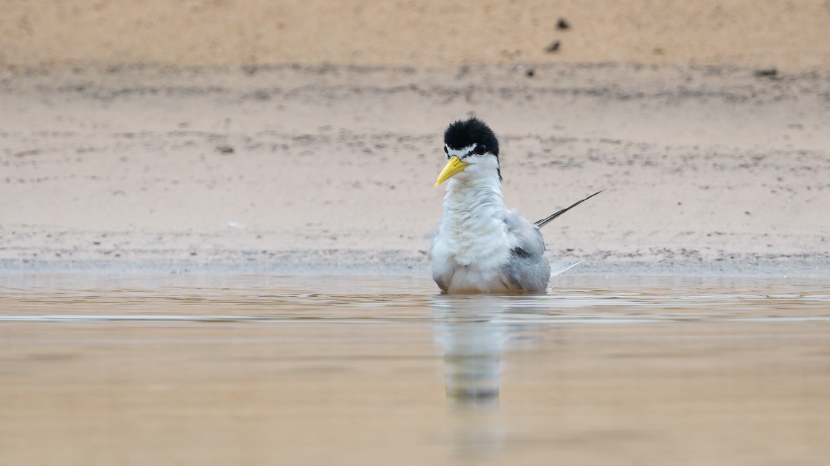 Yellow-billed Tern - ML628003135