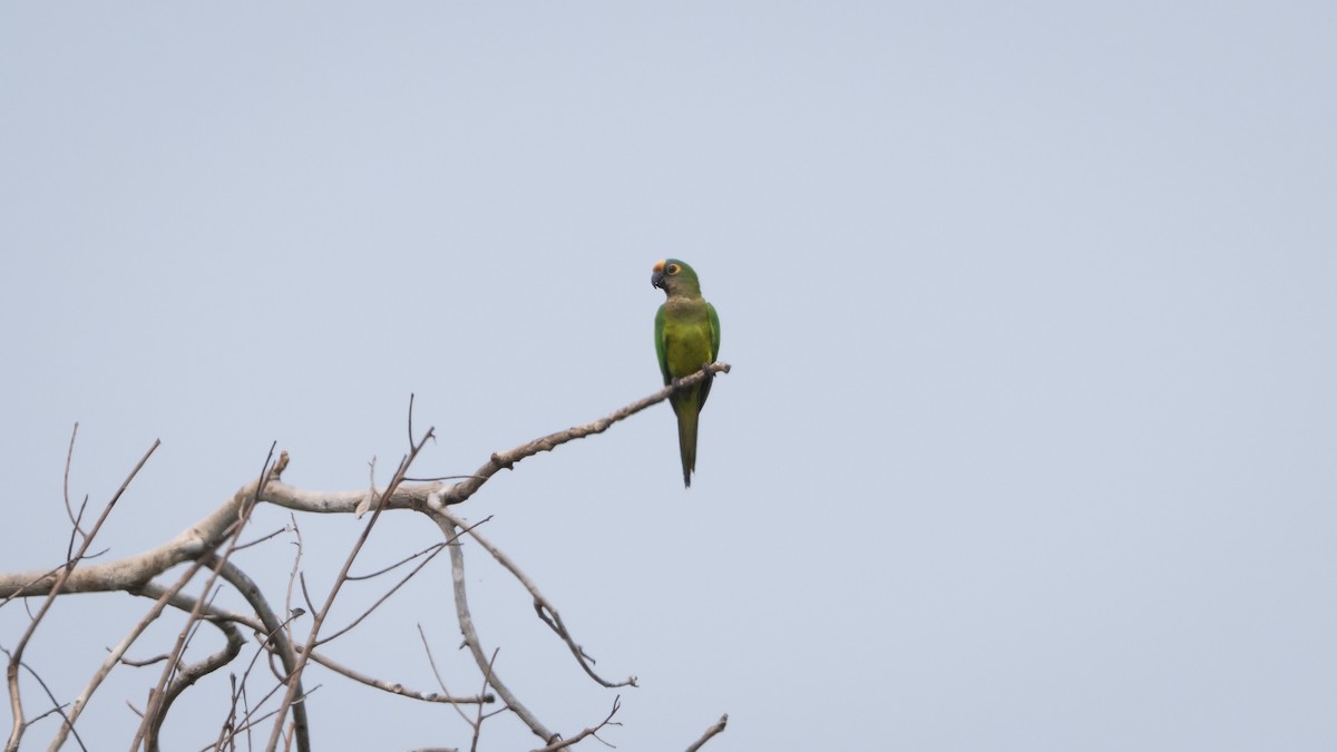 Aratinga Frentidorada - ML628003174