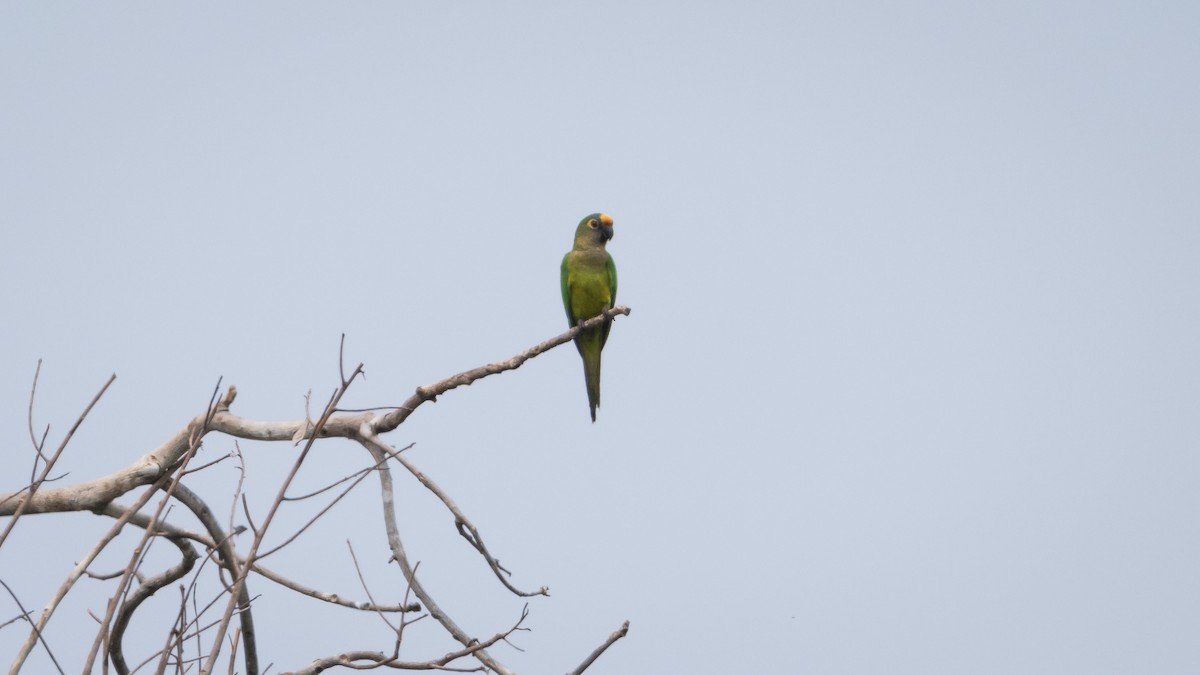 Aratinga Frentidorada - ML628003175