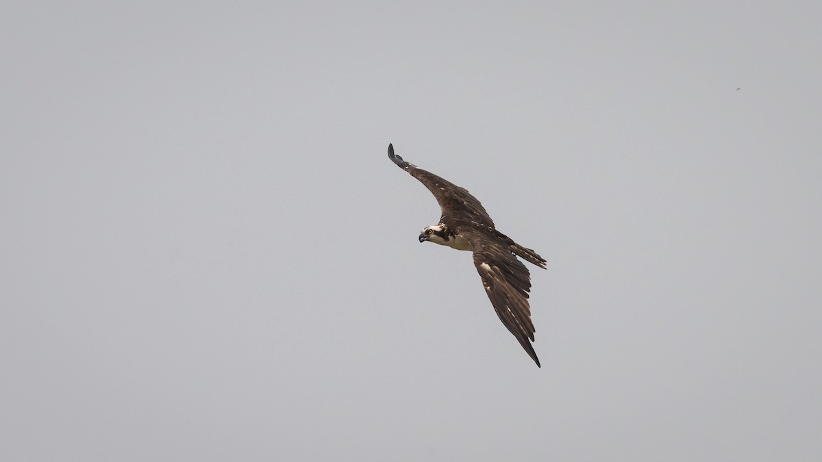 Águila Pescadora - ML628003188