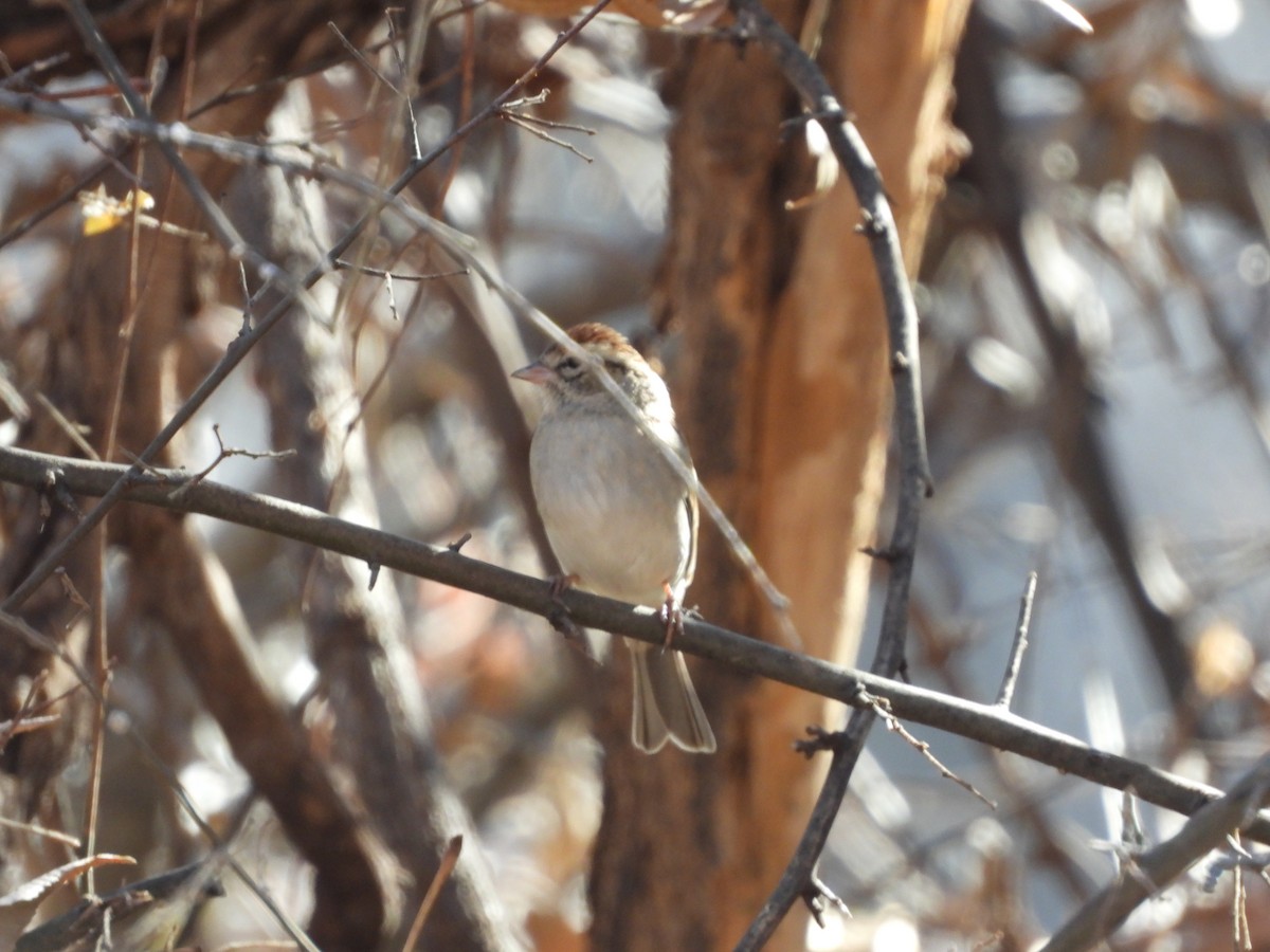 Chipping Sparrow - ML628003223