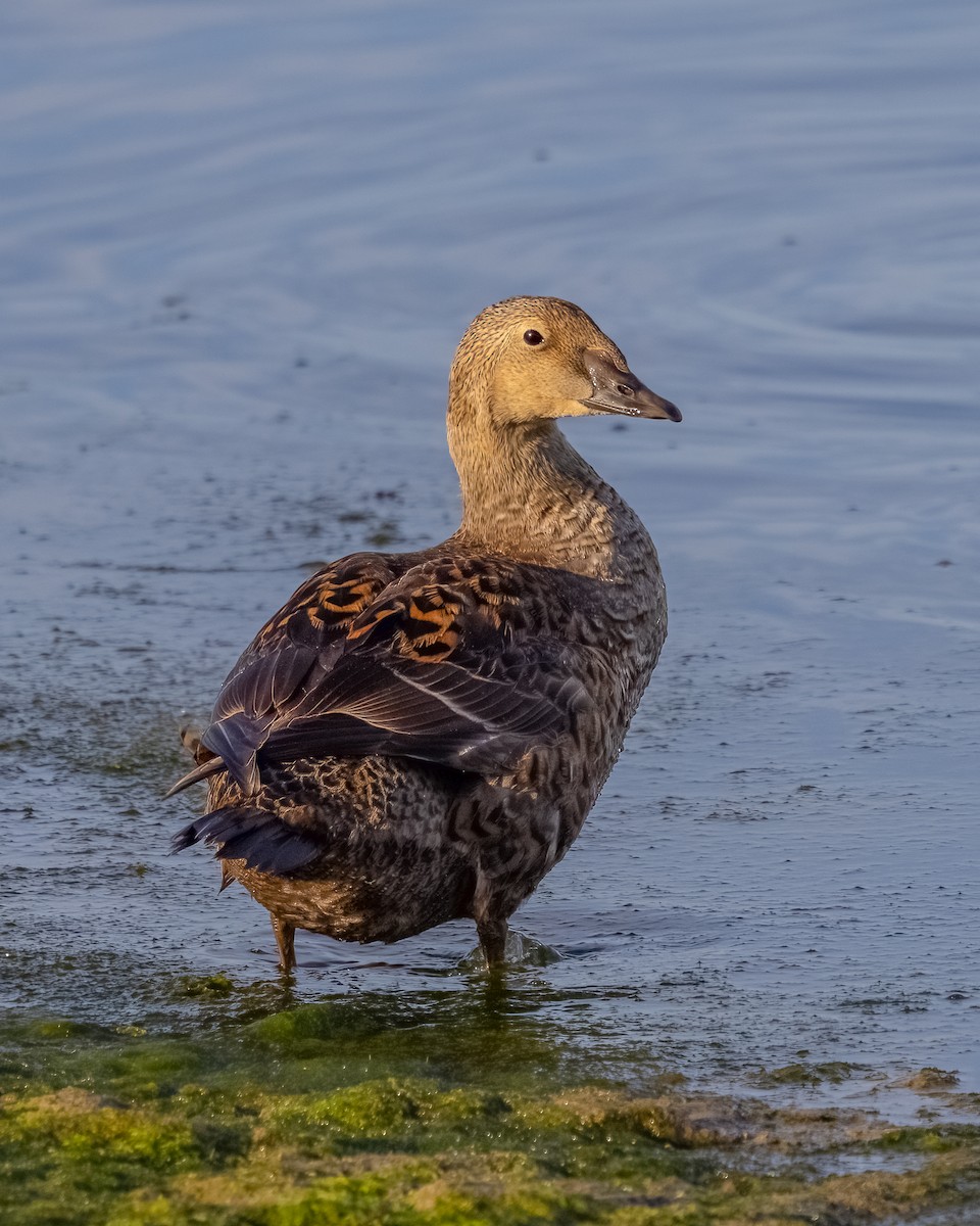 King Eider - ML628003247