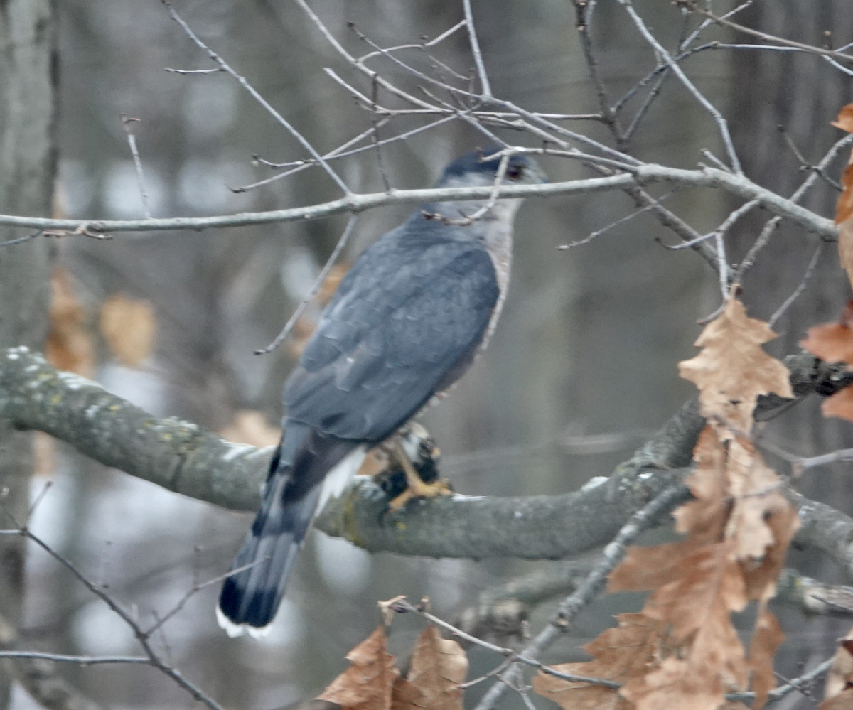 Cooper's Hawk - ML628003248