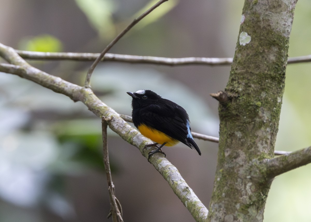 Orange-bellied Manakin - ML628003312