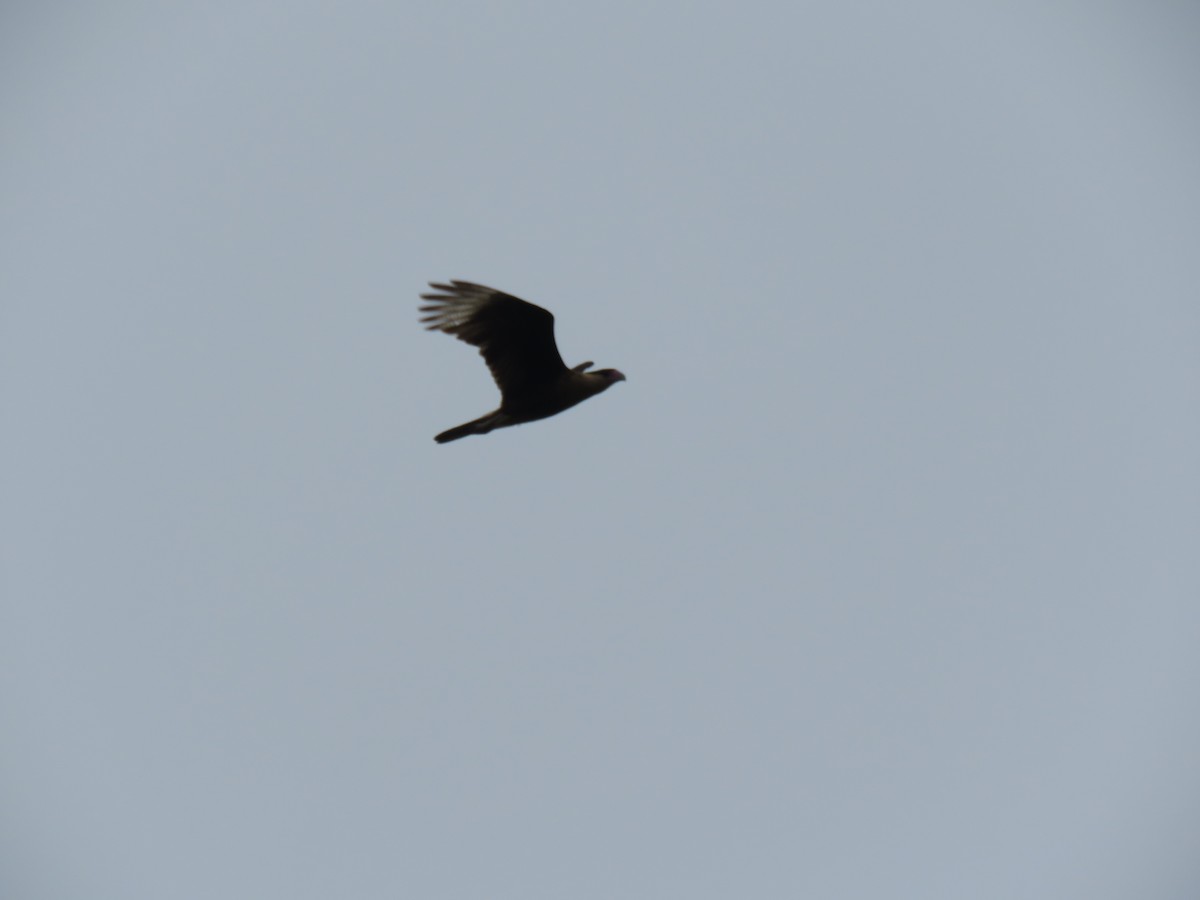 Crested Caracara (Northern) - ML628003358