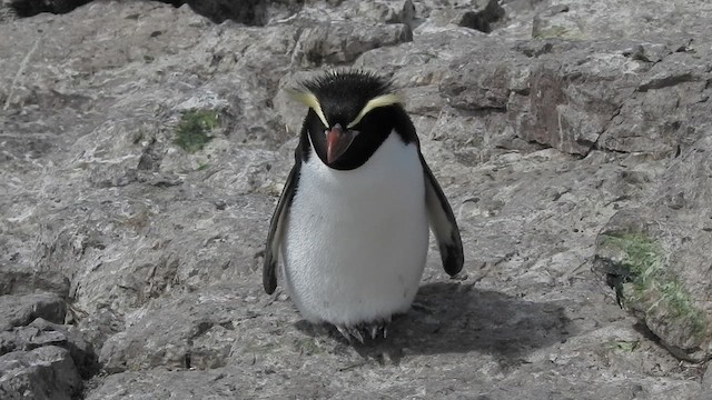 Snares Penguin - ML628003480