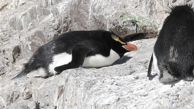 Snares Penguin - ML628003483