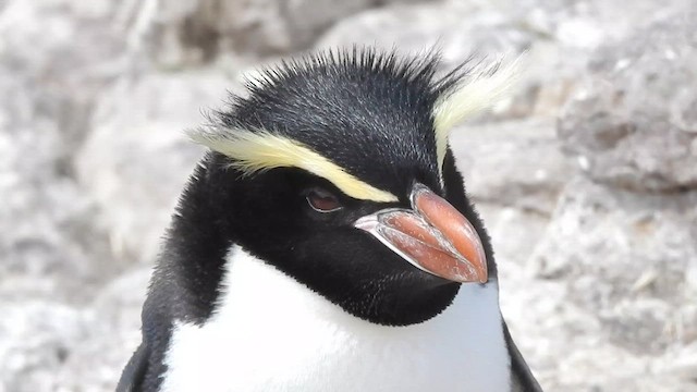 Snares Penguin - ML628003485