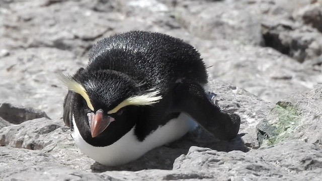 Snares Penguin - ML628003488