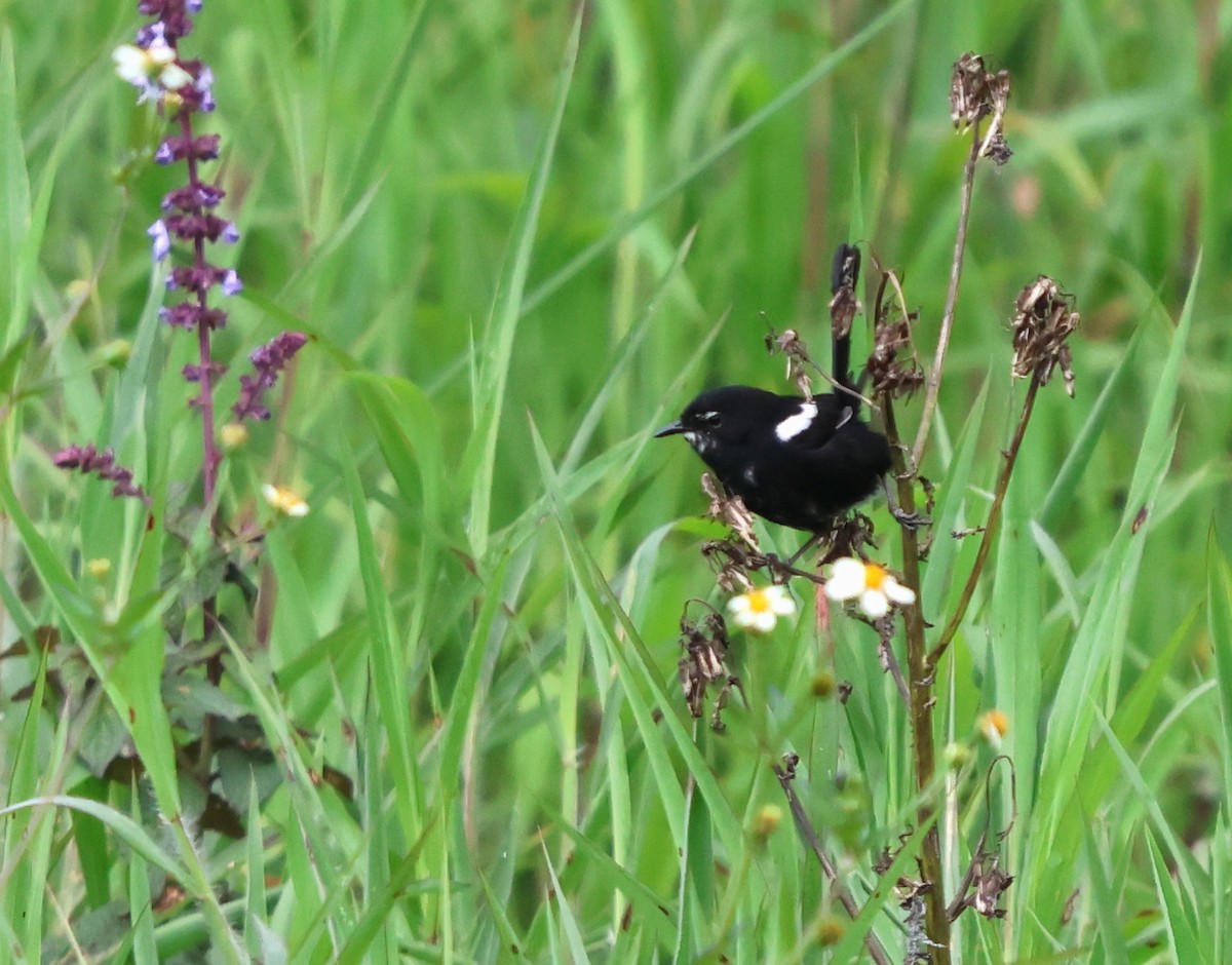 White-shouldered Fairywren - ML628003580