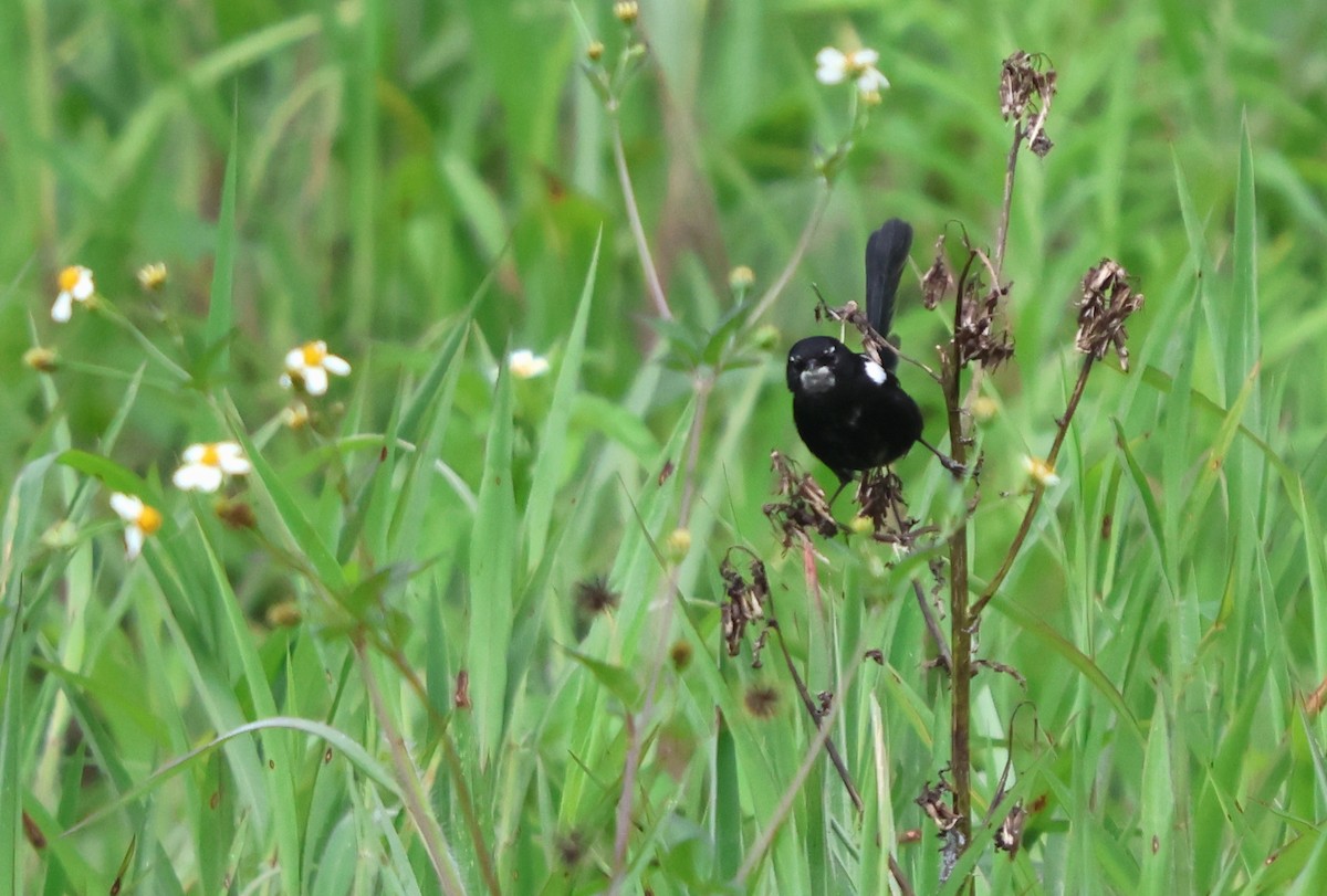 White-shouldered Fairywren - ML628003581