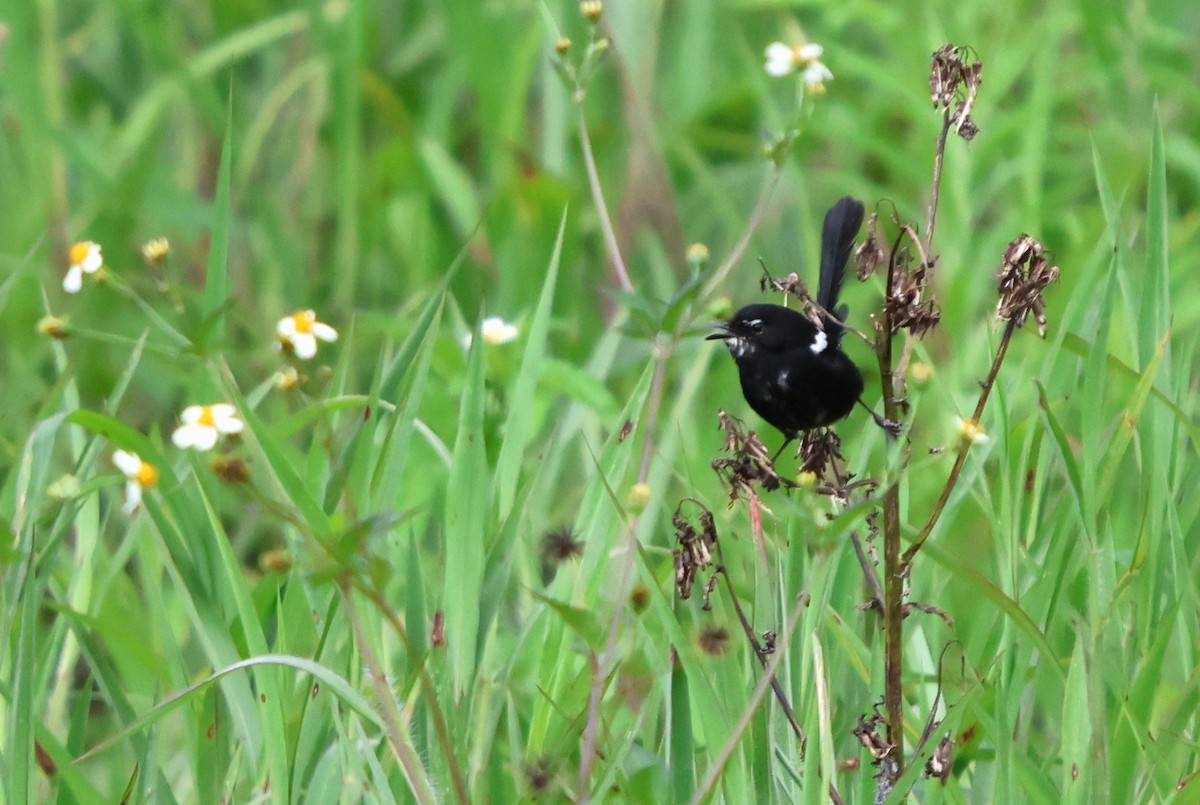 White-shouldered Fairywren - ML628003582