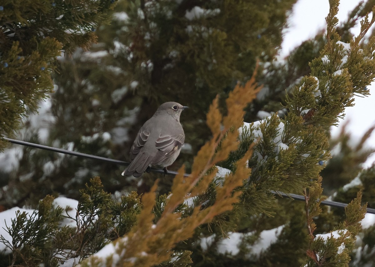 Townsend's Solitaire - ML628003594