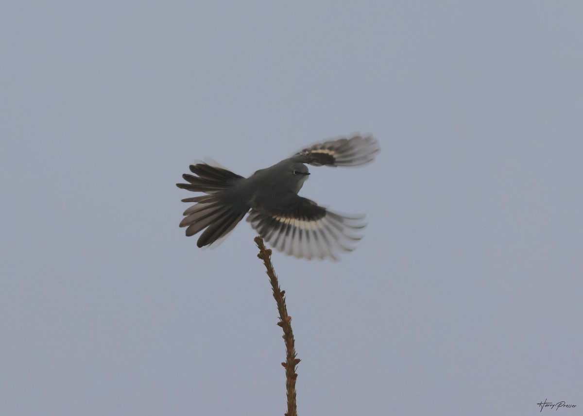 Townsend's Solitaire - ML628003599