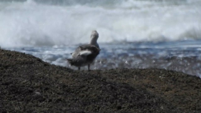 White-headed Steamer-Duck - ML628003664