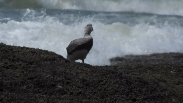 White-headed Steamer-Duck - ML628003666