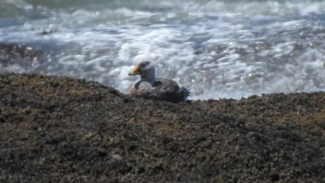 White-headed Steamer-Duck - ML628003667
