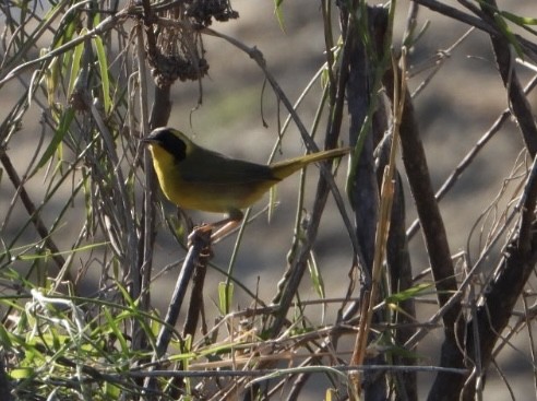 Belding's Yellowthroat - ML628003707