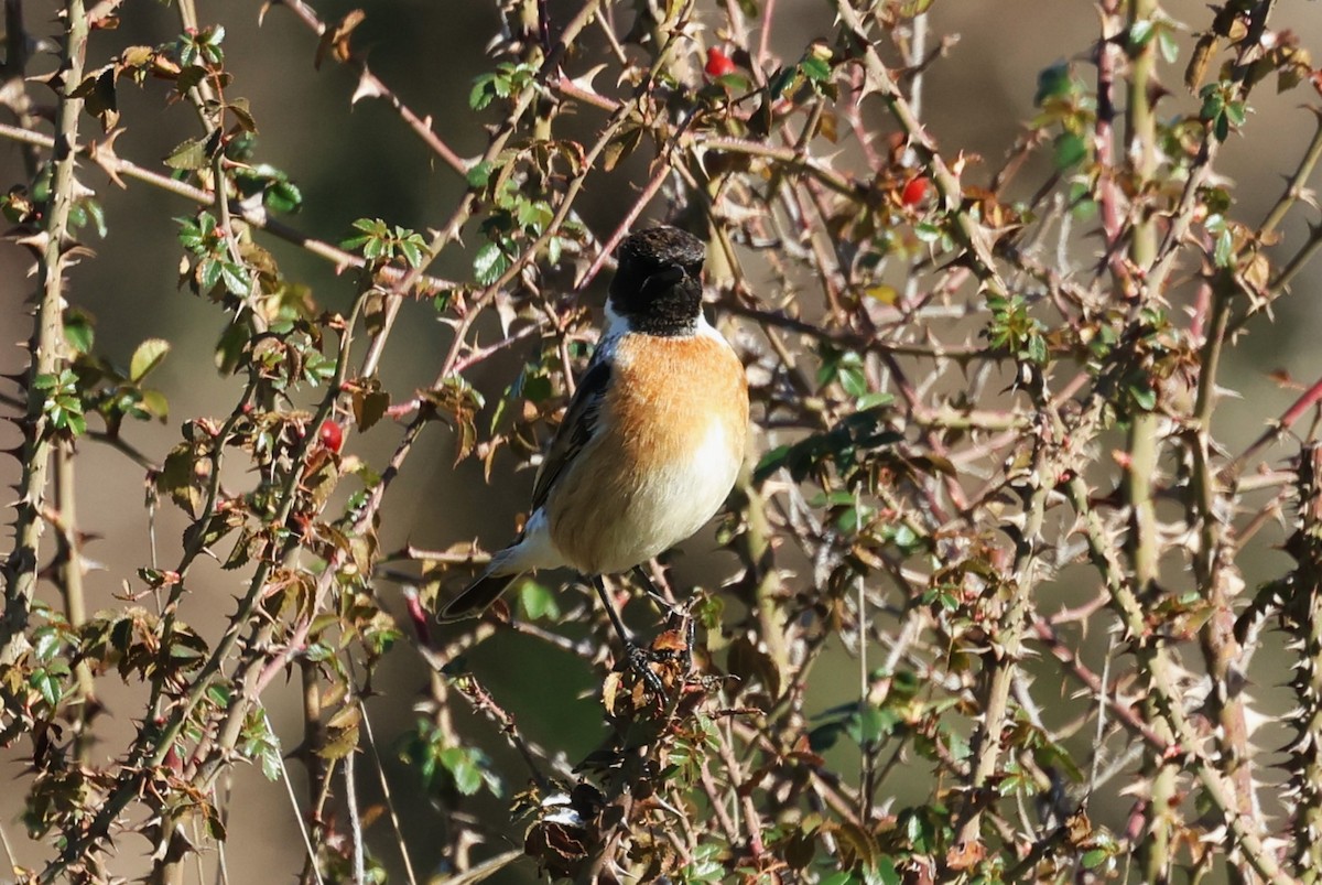 European Stonechat - ML628003727