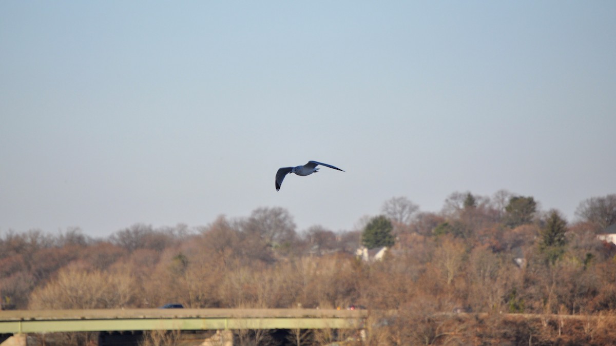 Ring-billed Gull - ML628003792