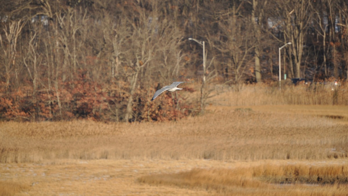 Ring-billed Gull - ML628003793