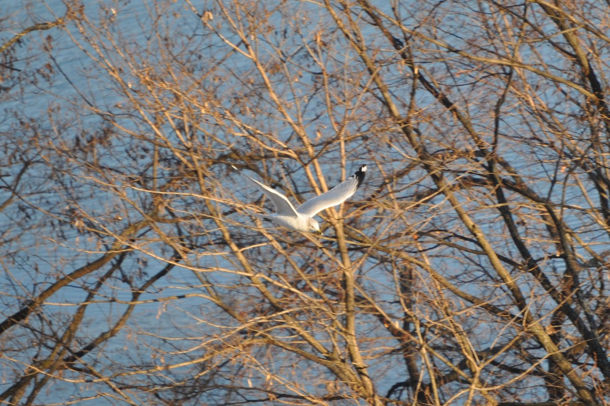 Ring-billed Gull - ML628003794