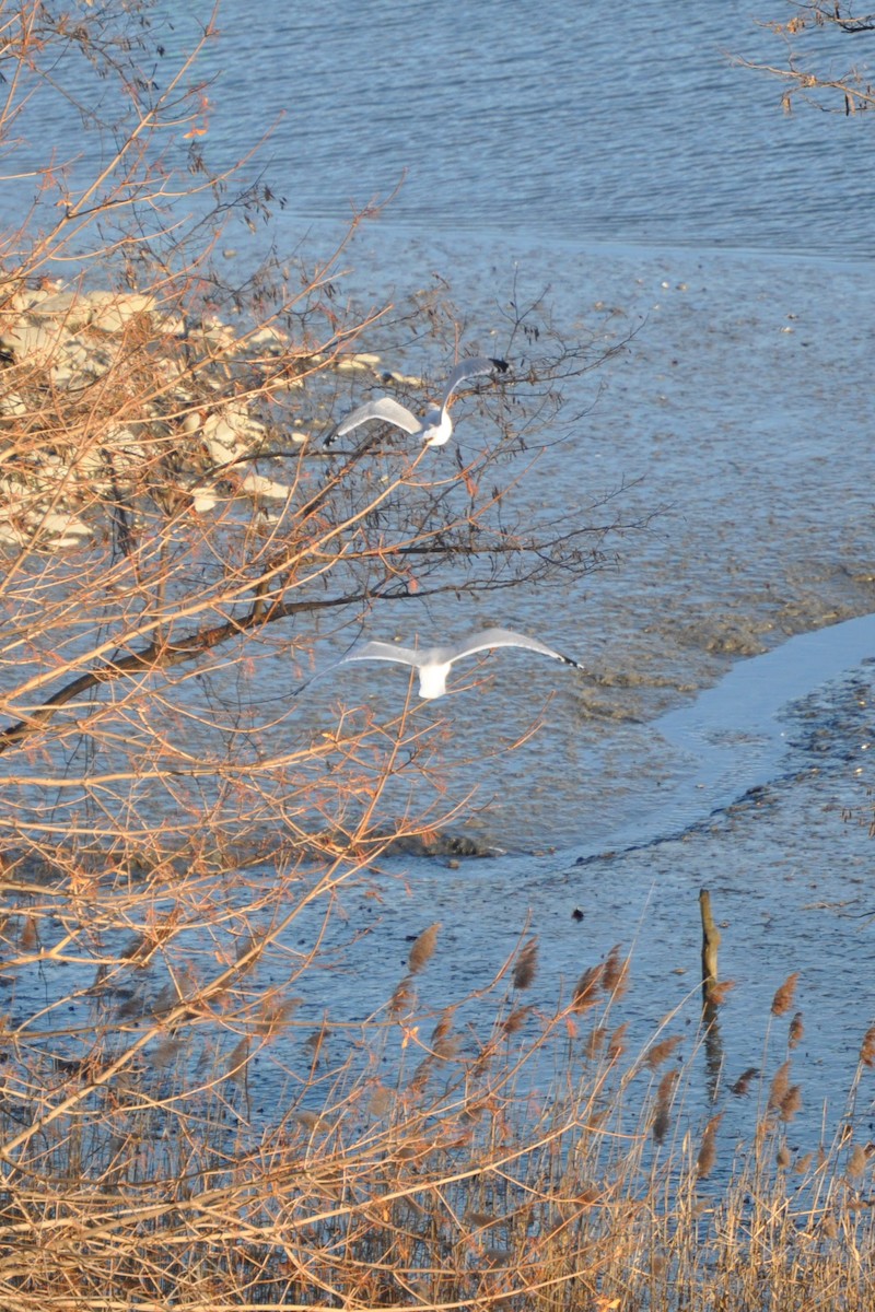 Ring-billed Gull - ML628003795