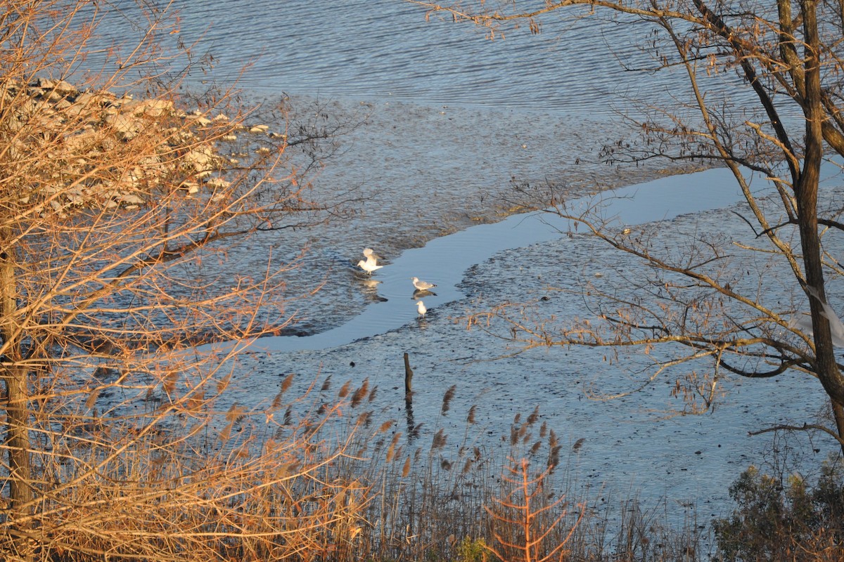 Ring-billed Gull - ML628003796