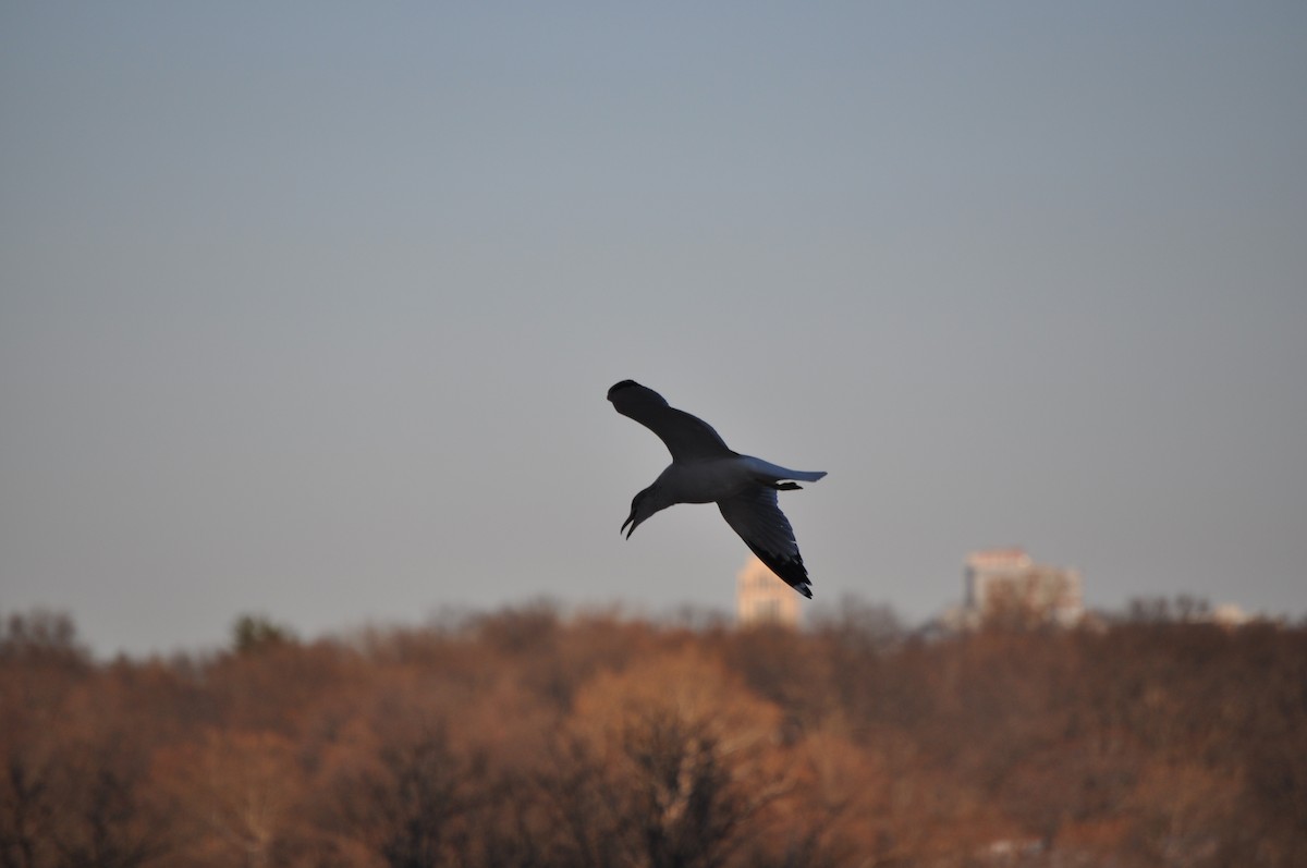 Ring-billed Gull - ML628003797