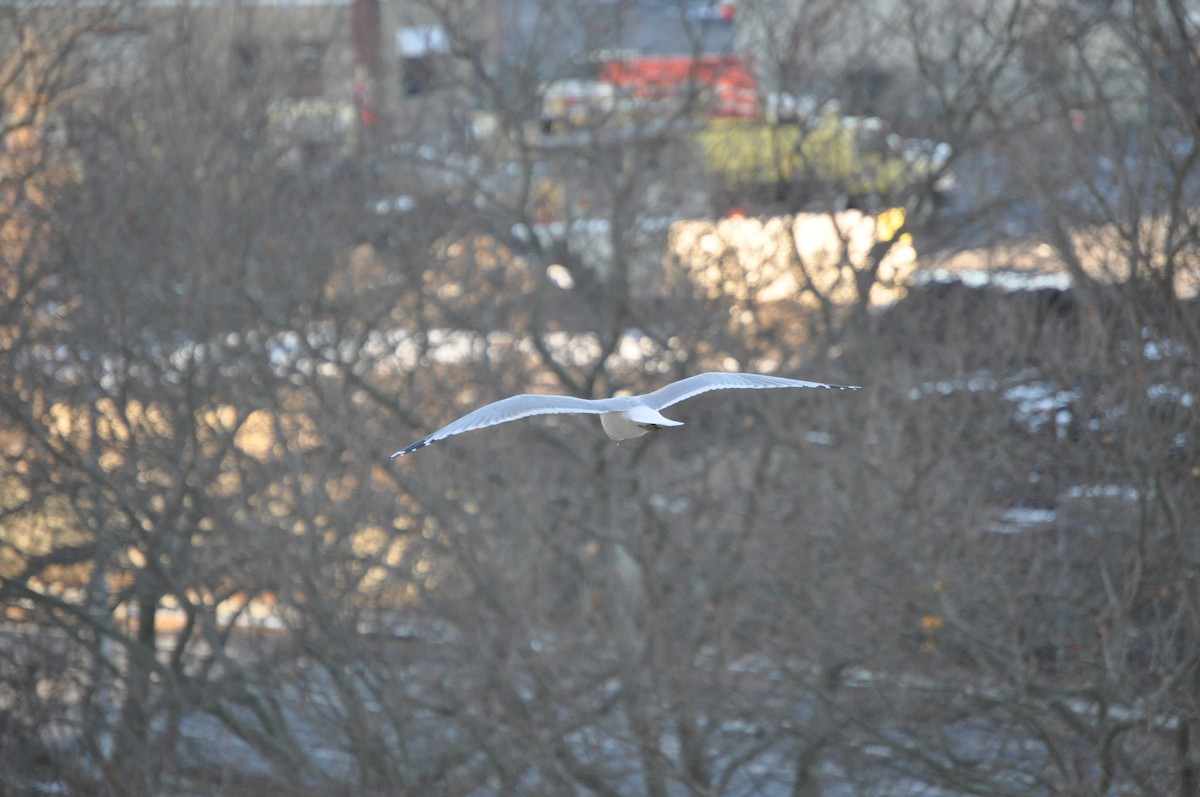 Ring-billed Gull - ML628003799