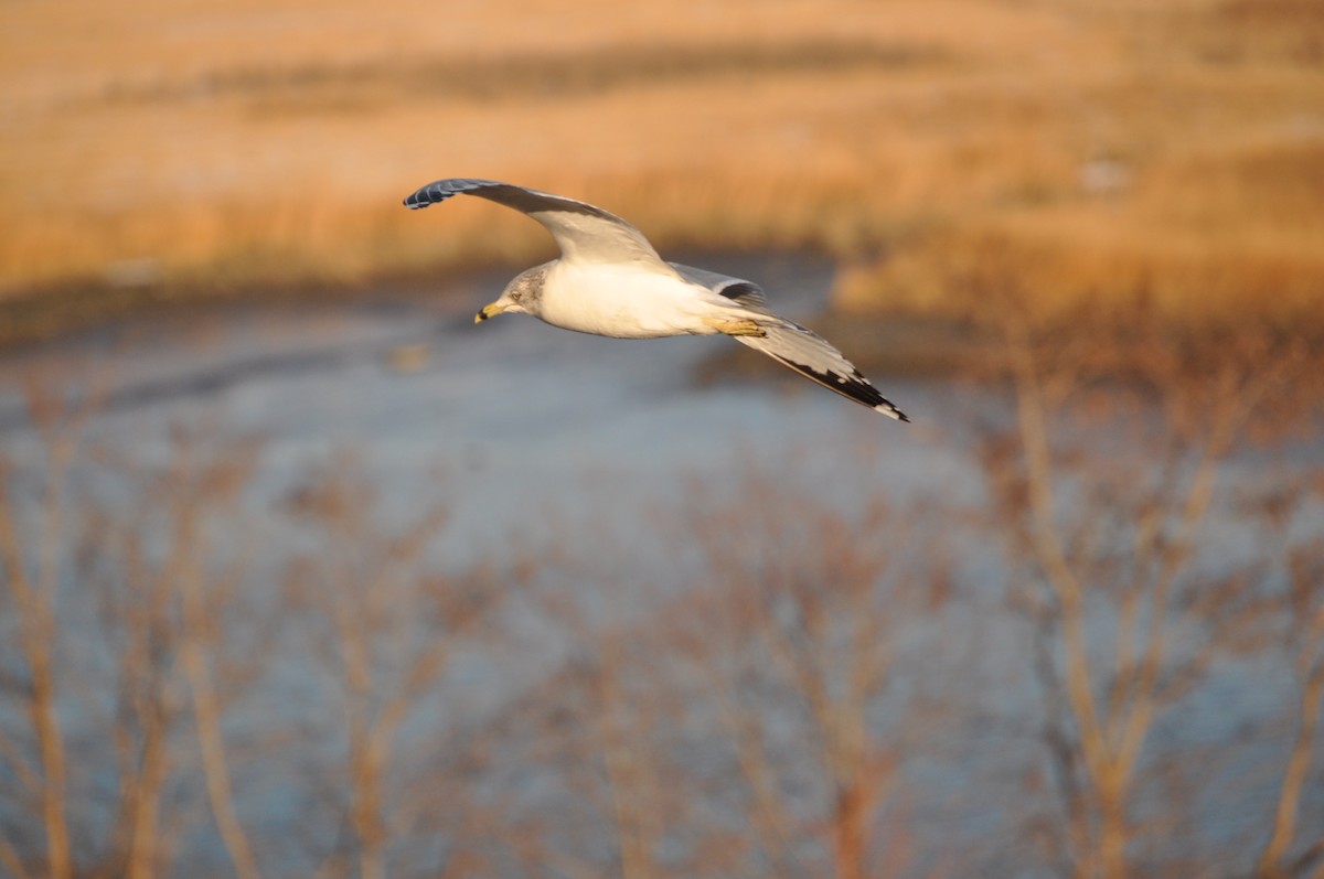 Ring-billed Gull - ML628003801