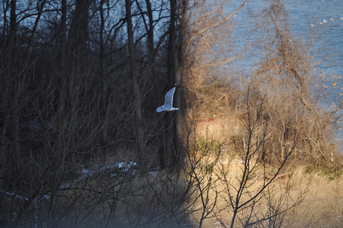 Ring-billed Gull - ML628003806