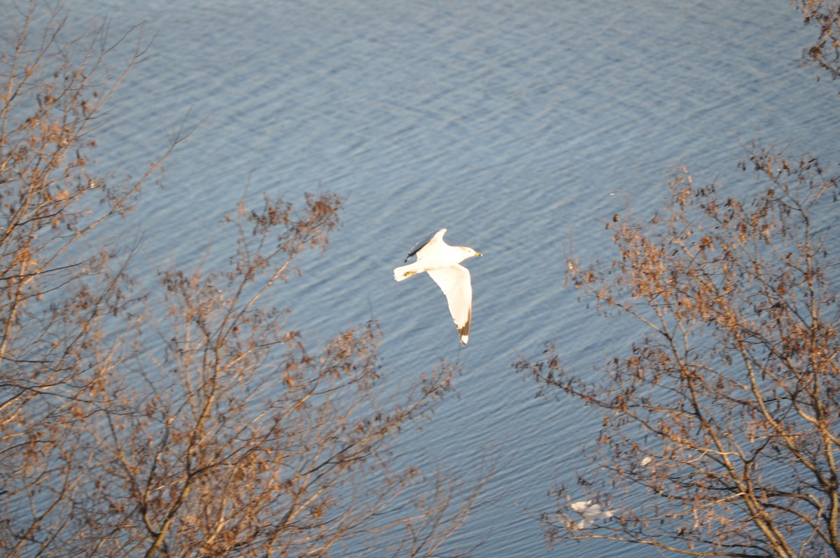 Ring-billed Gull - ML628003807