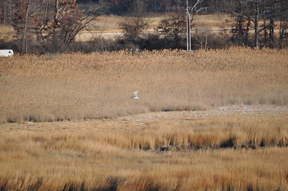 American Herring Gull - ML628003853
