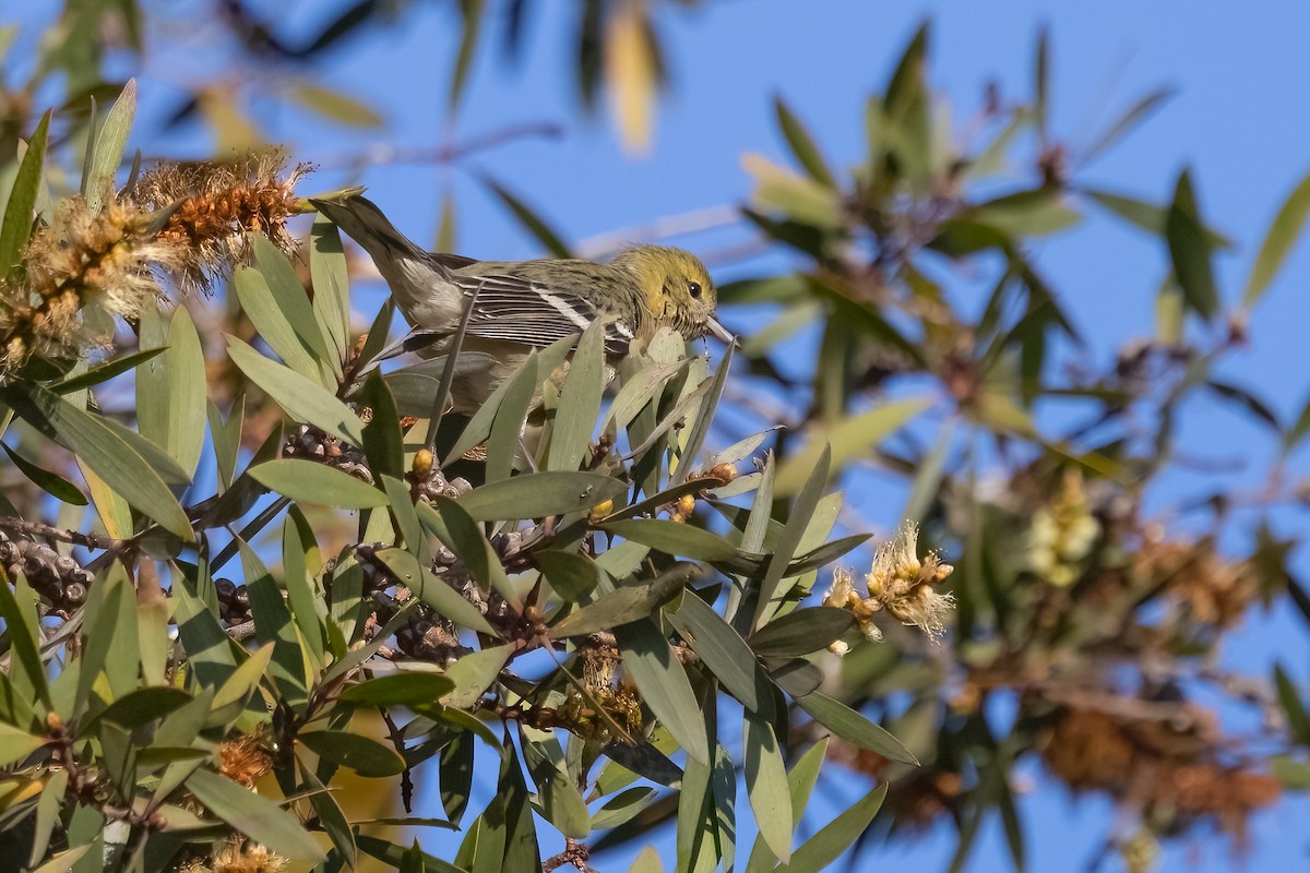 Bay-breasted Warbler - ML628003904