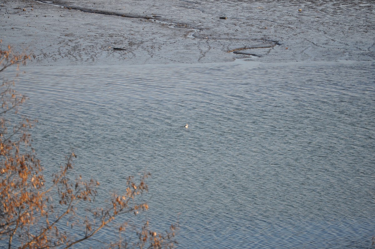 Bufflehead - ML628003908