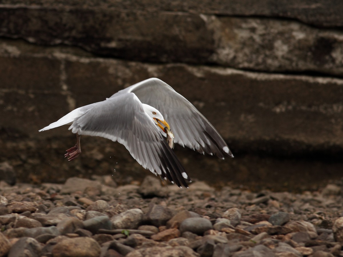 American Herring Gull - ML628003923