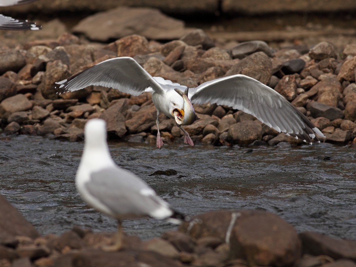 American Herring Gull - ML628003925