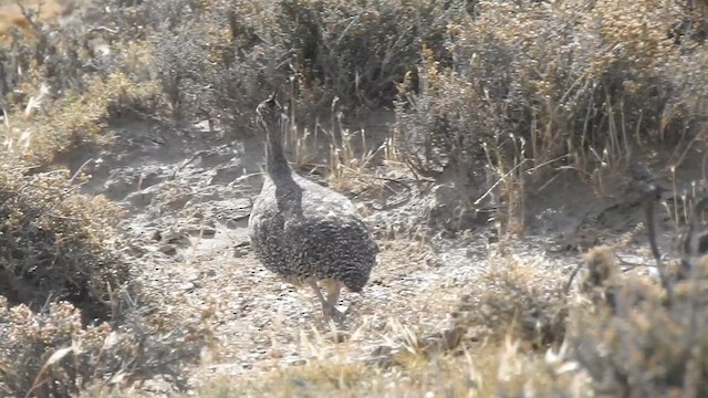 Elegant Crested-Tinamou - ML628003999