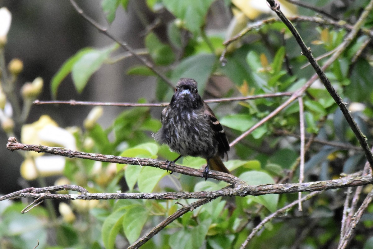 Blue-billed Black-Tyrant - ML628004012