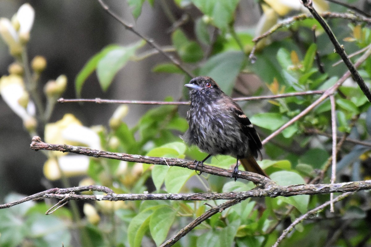 Blue-billed Black-Tyrant - ML628004013